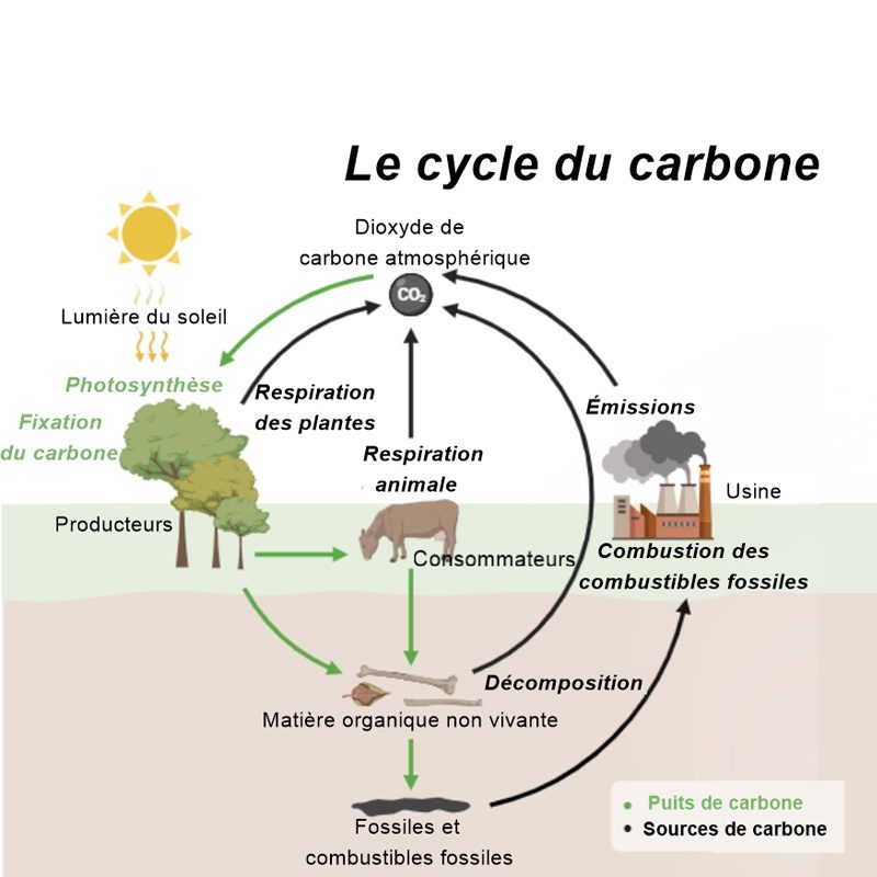 cycle-CO2